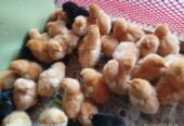 টাই*গার মুরগির বা*চ্চা বিক্রি হবে