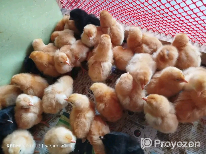 টাই*গার মুরগির বা*চ্চা বিক্রি হবে