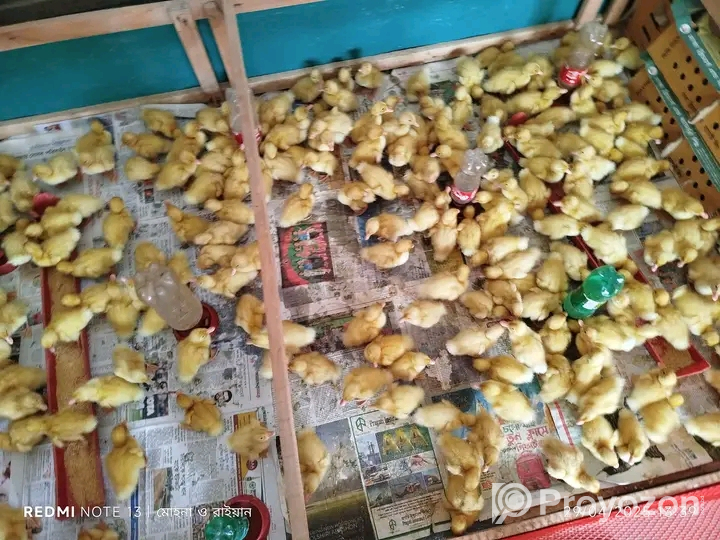 টাই*গার মুরগির বা*চ্চা বিক্রি হবে