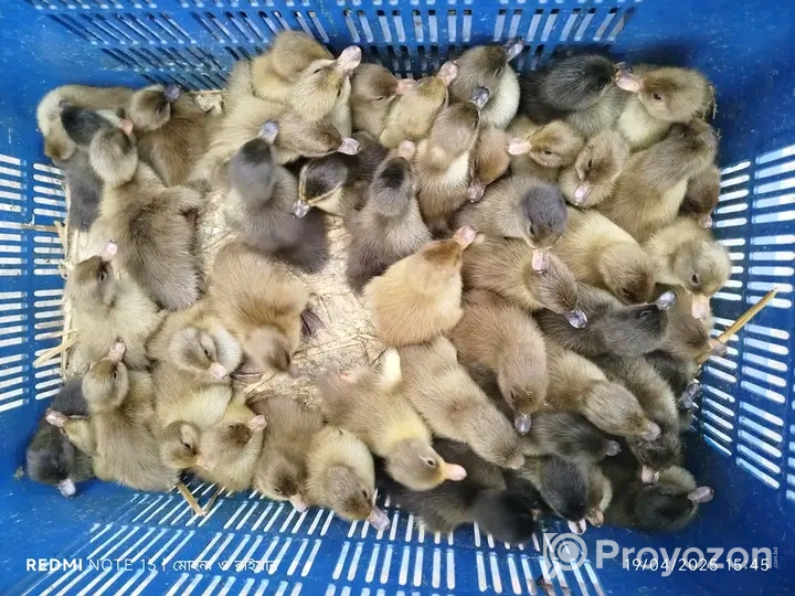 টাই*গার মুরগির বা*চ্চা বিক্রি হবে