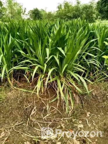 পানিতে ঘাস চাষ করা ওয়ান এলিফেন স্মার্ট নেপিয়ার বিক্রি হবে