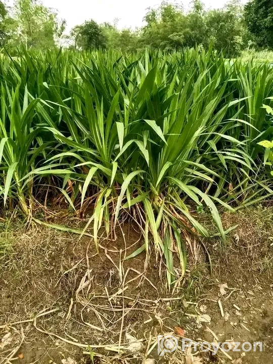 পানিতে ঘাস চাষ করা ওয়ান এলিফেন স্মার্ট নেপিয়ার বিক্রি হবে