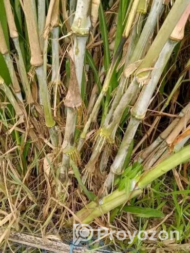 পানিতে ঘাস চাষ করা ওয়ান এলিফেন স্মার্ট নেপিয়ার বিক্রি হবে
