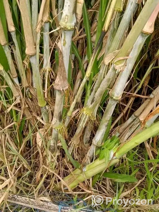 পানিতে ঘাস চাষ করা ওয়ান এলিফেন স্মার্ট নেপিয়ার বিক্রি হবে