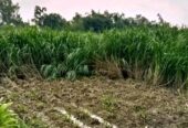 পানিতে ঘাস চাষ করা ওয়ান এলিফেন স্মার্ট নেপিয়ার বিক্রি হবে