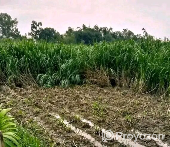 পানিতে ঘাস চাষ করা ওয়ান এলিফেন স্মার্ট নেপিয়ার বিক্রি হবে