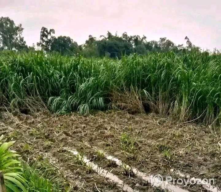 পানিতে ঘাস চাষ করা ওয়ান এলিফেন স্মার্ট নেপিয়ার বিক্রি হবে