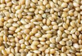 সেরার সেরা মানেই “BD Birds Food”বিক্রি হবে
