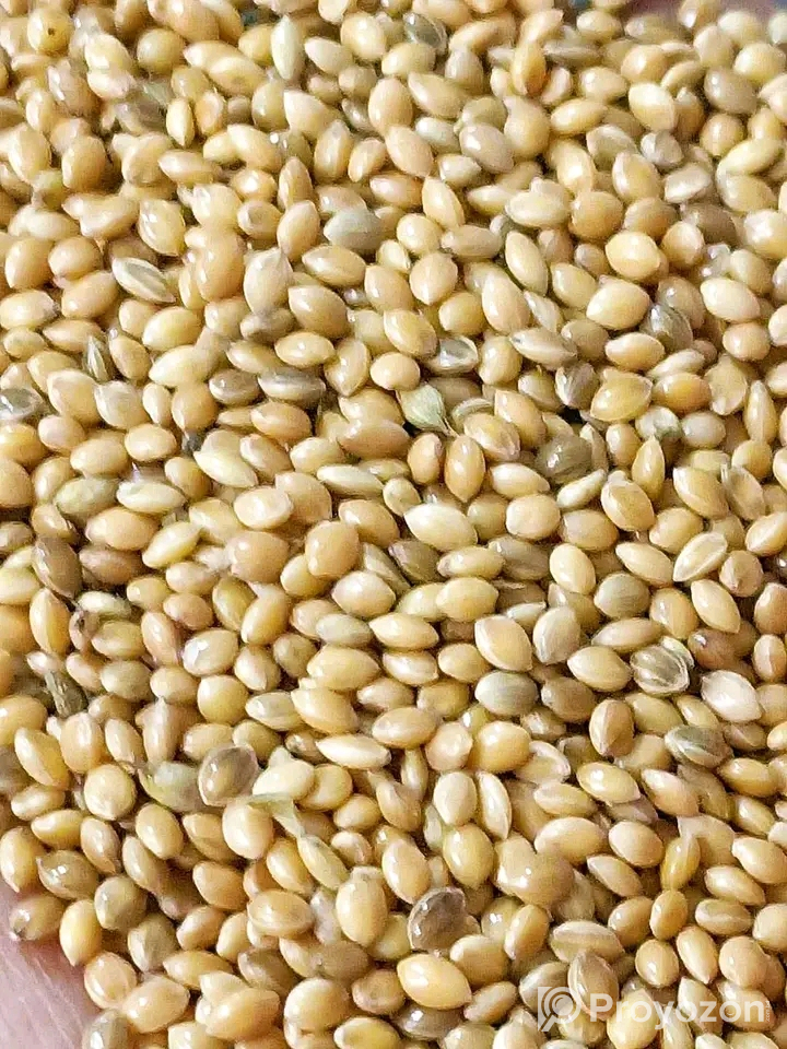 সেরার সেরা মানেই “BD Birds Food”বিক্রি হবে