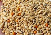 সেরার সেরা মানেই “BD Birds Food”বিক্রি হবে