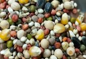 সেরার সেরা মানেই “BD Birds Food”বিক্রি হবে