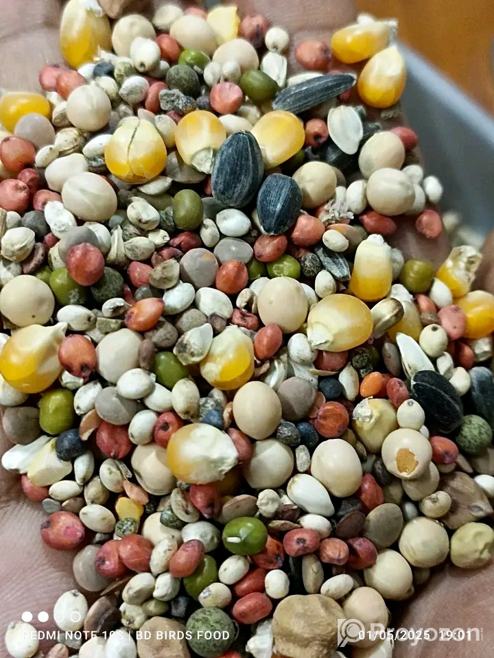 সেরার সেরা মানেই “BD Birds Food”বিক্রি হবে