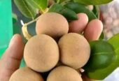 থাই লংগান ও রামবুটান কলম চারা বিক্রি হবে