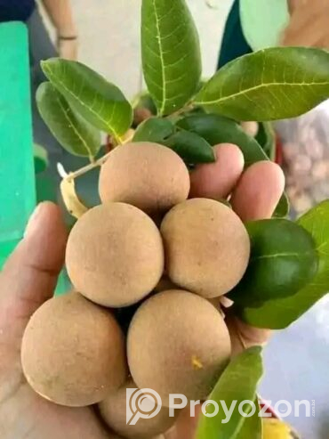 থাই লংগান ও রামবুটান কলম চারা বিক্রি হবে