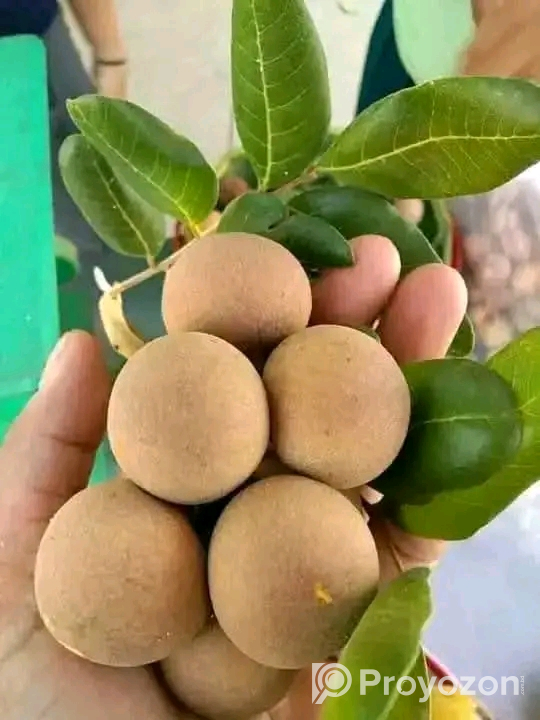থাই লংগান ও রামবুটান কলম চারা বিক্রি হবে
