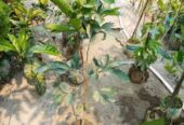 থাই লংগান ও রামবুটান কলম চারা বিক্রি হবে