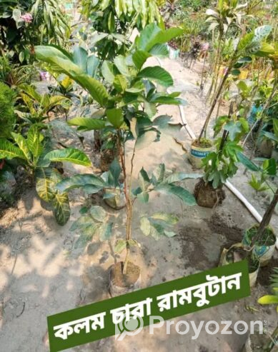 থাই লংগান ও রামবুটান কলম চারা বিক্রি হবে