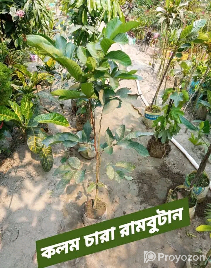থাই লংগান ও রামবুটান কলম চারা বিক্রি হবে