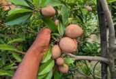 থাই সবেদা বিক্রয় করা হবে