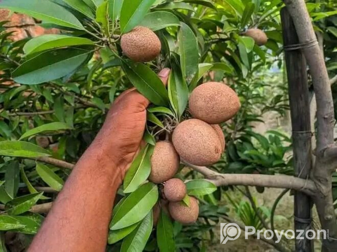 থাই সবেদা বিক্রয় করা হবে
