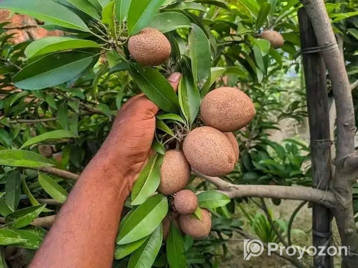 থাই সবেদা বিক্রয় করা হবে
