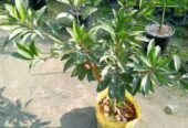 থাই সবেদা বিক্রয় করা হবে