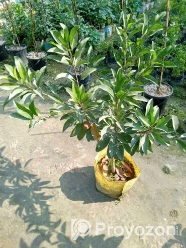 থাই সবেদা বিক্রয় করা হবে