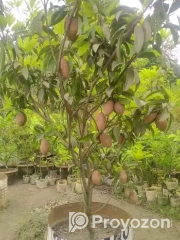 থাই সবেদা বিক্রয় করা হবে