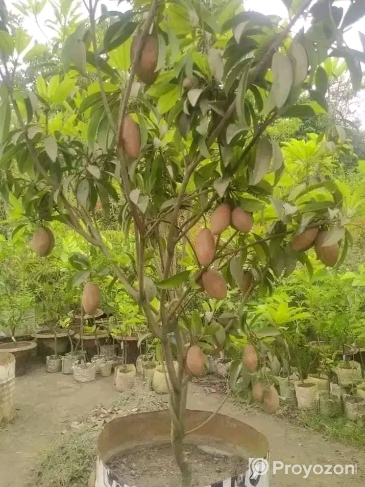 থাই সবেদা বিক্রয় করা হবে