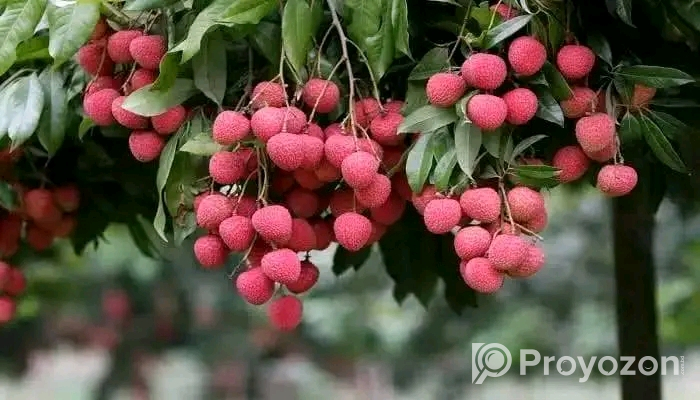 লিচু চারা। বিক্রয় করা হবে