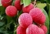 লিচু চারা। বিক্রয় করা হবে
