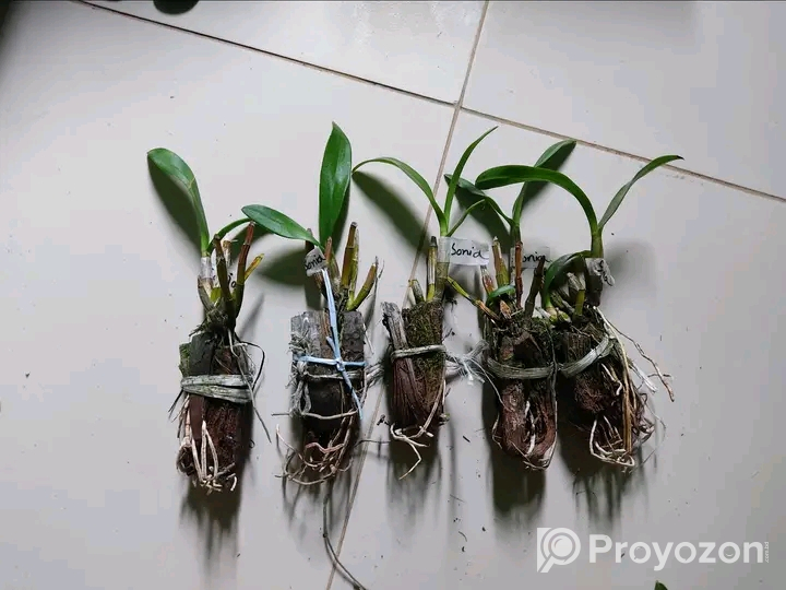 ৩ কালার হাইব্রিড জাতের ডেন সোনিয়া