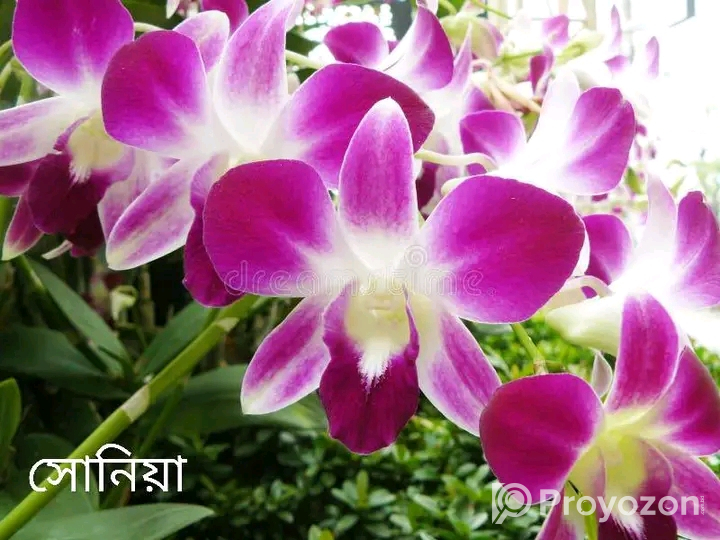 ৩ কালার হাইব্রিড জাতের ডেন সোনিয়া