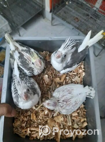 হোয়াইট ফেস হেবি পাইড বিক্রি হবে