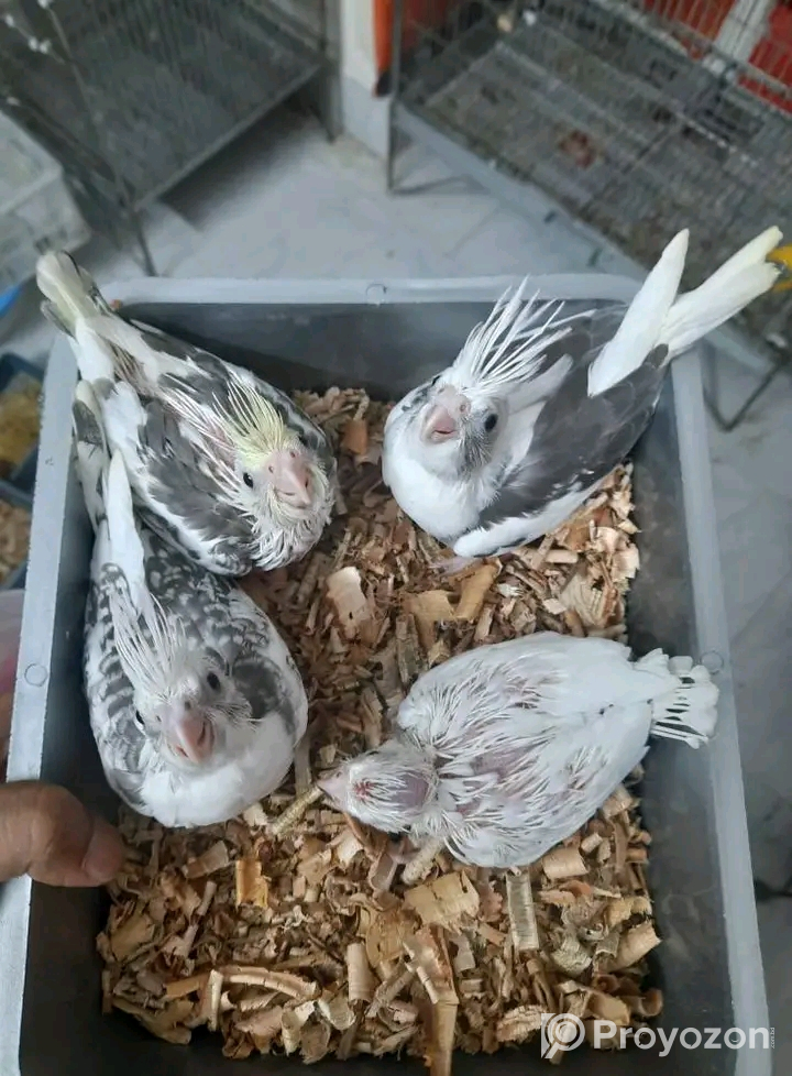 হোয়াইট ফেস হেবি পাইড বিক্রি হবে