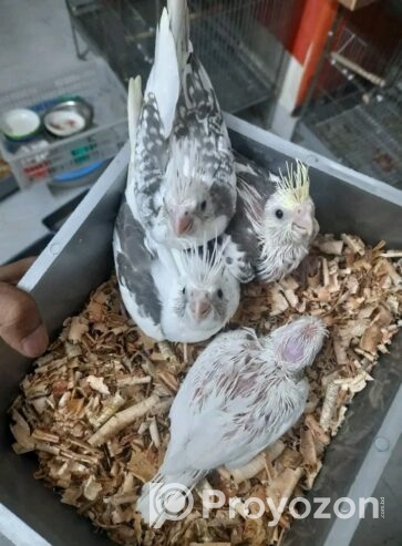 হোয়াইট ফেস হেবি পাইড বিক্রি হবে