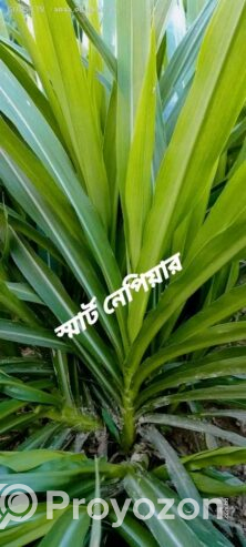 জার্মান হোয়াইট হাইব্রিড ঘাসের ২ গিঁটের কাট বিক্রি হবে