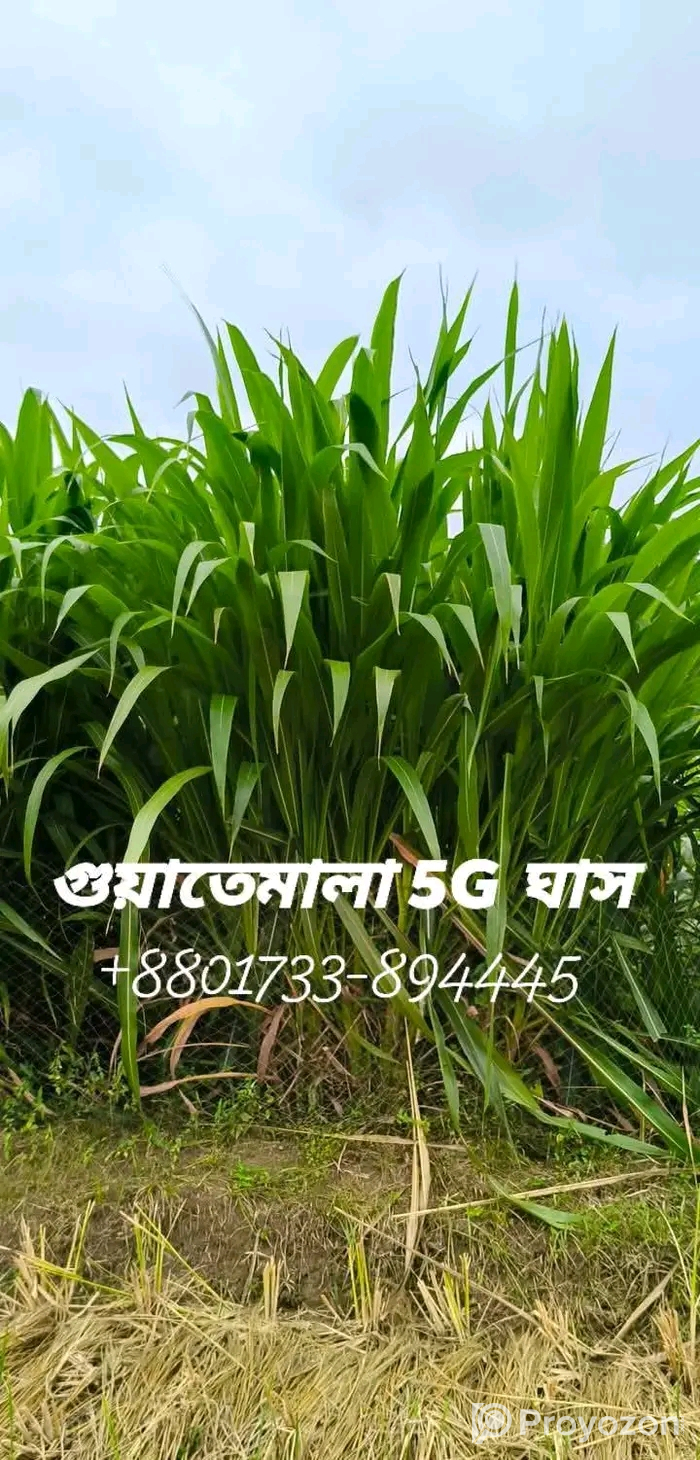 জার্মান হোয়াইট হাইব্রিড ঘাসের ২ গিঁটের কাট বিক্রি হবে
