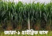 জার্মান হোয়াইট হাইব্রিড ঘাসের ২ গিঁটের কাট বিক্রি হবে