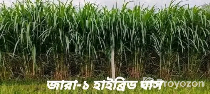 জার্মান হোয়াইট হাইব্রিড ঘাসের ২ গিঁটের কাট বিক্রি হবে