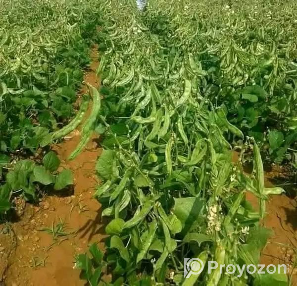 কেরালা সিম ১২ মাসি .বিক্রি করা হবে