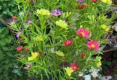 Artificial Flower . For sell