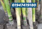 খাটো জাতের উচ্চফলনশীল সুপারির_চারা.