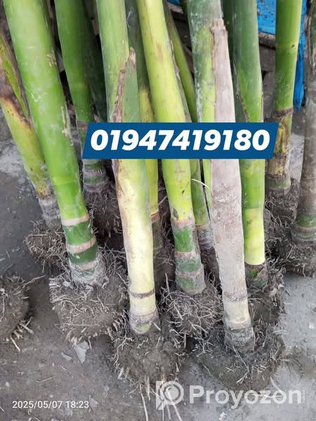 খাটো জাতের উচ্চফলনশীল সুপারির_চারা.