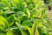 কলার চারা বিক্রি করা হবে.