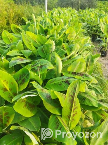 কলার চারা বিক্রি করা হবে.