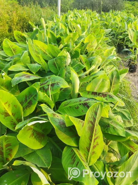 কলার চারা বিক্রি করা হবে.