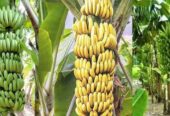 কলার চারা বিক্রি করা হবে.