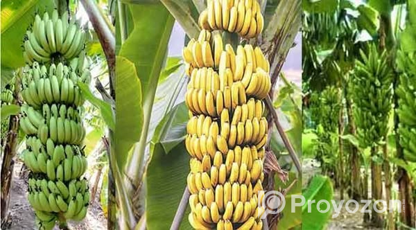 কলার চারা বিক্রি করা হবে.