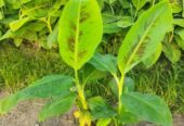 কলার চারা বিক্রি করা হবে.
